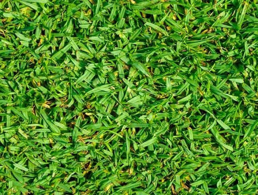 Turf Types