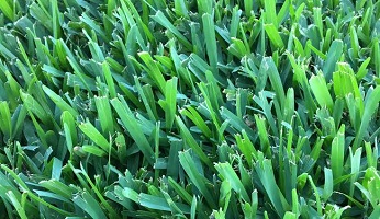 Matilda-Buffalo-Grass