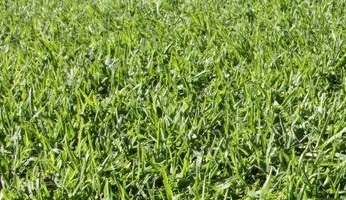 Santa-Ana-Couch-Grass