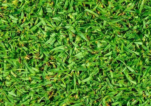 Kikyu-grass-image