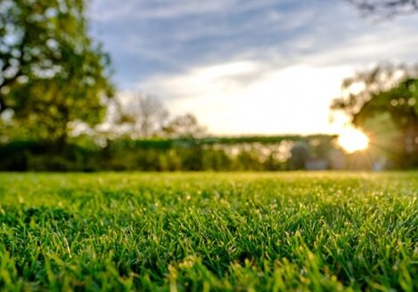 Turf-Installation-Pic